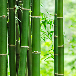 BAMBOO