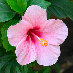 HIBISCUS